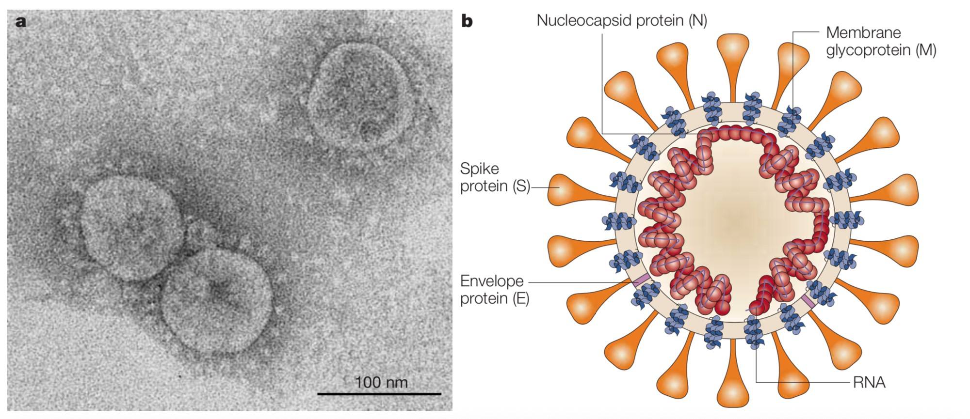 武职鞠守勇博士团队成功表达新冠病毒（SARS-CoV-2）N蛋白（Nucleocapsid Protein）